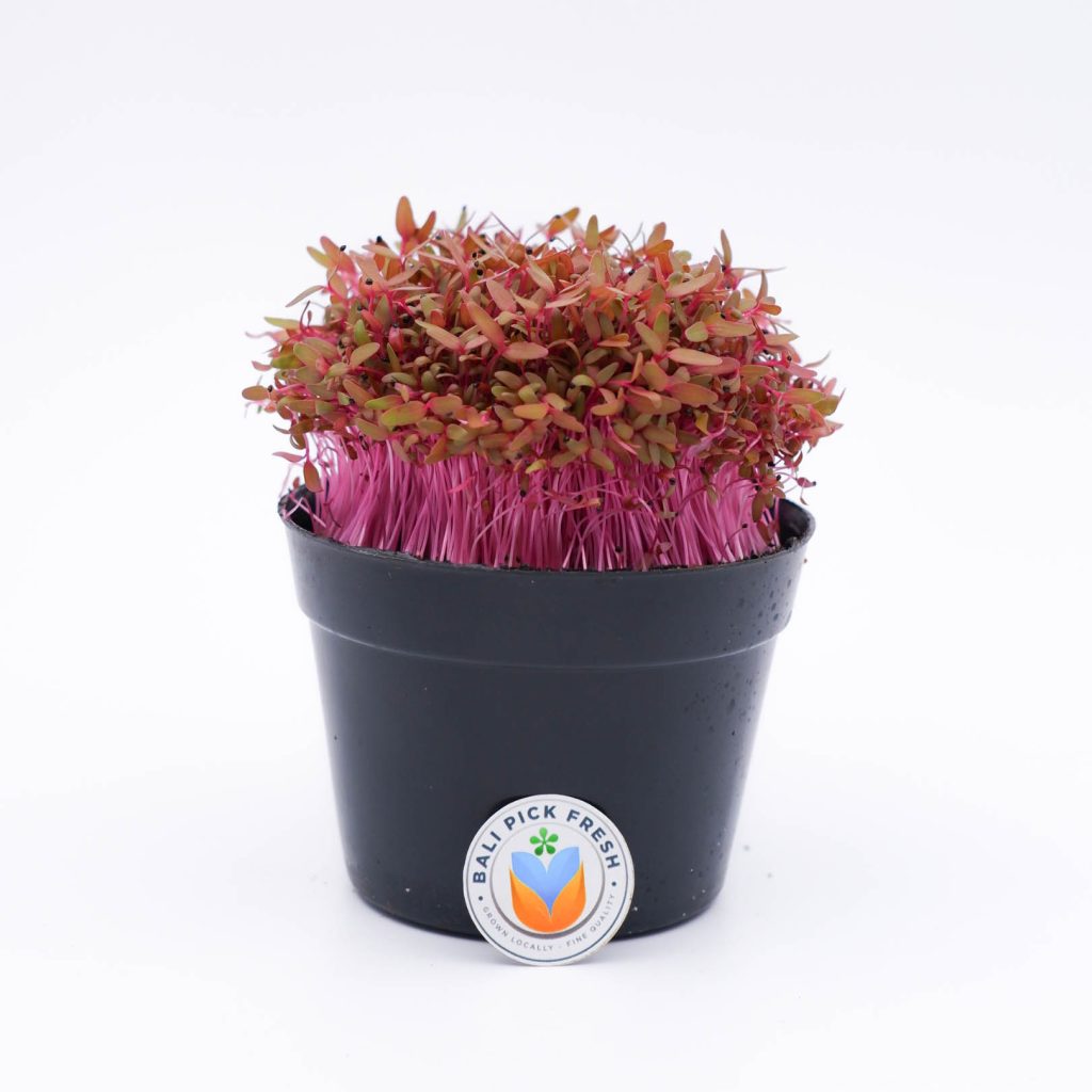 Red Amaranth Microgreen