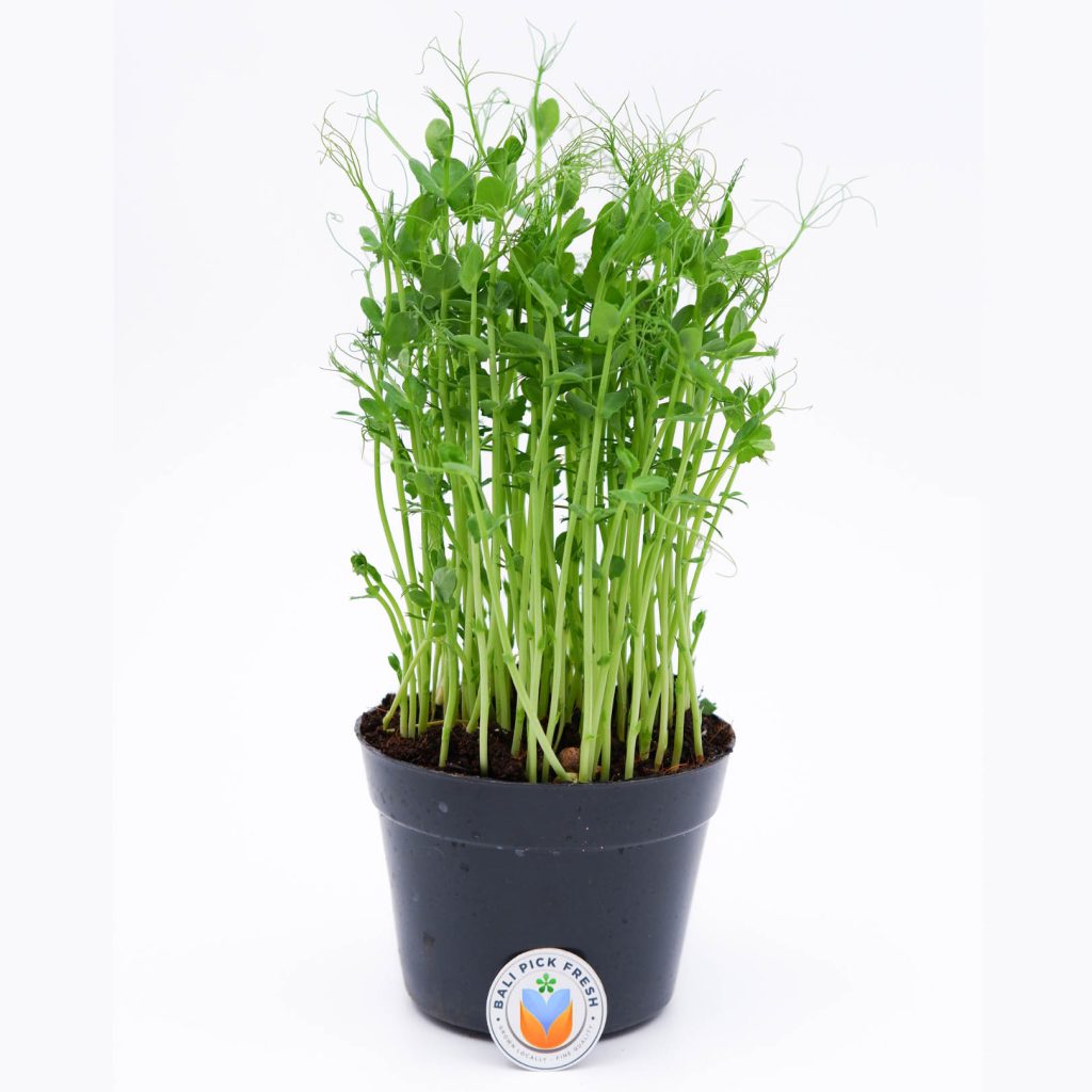 Pea Shoot Tendril Microgreen